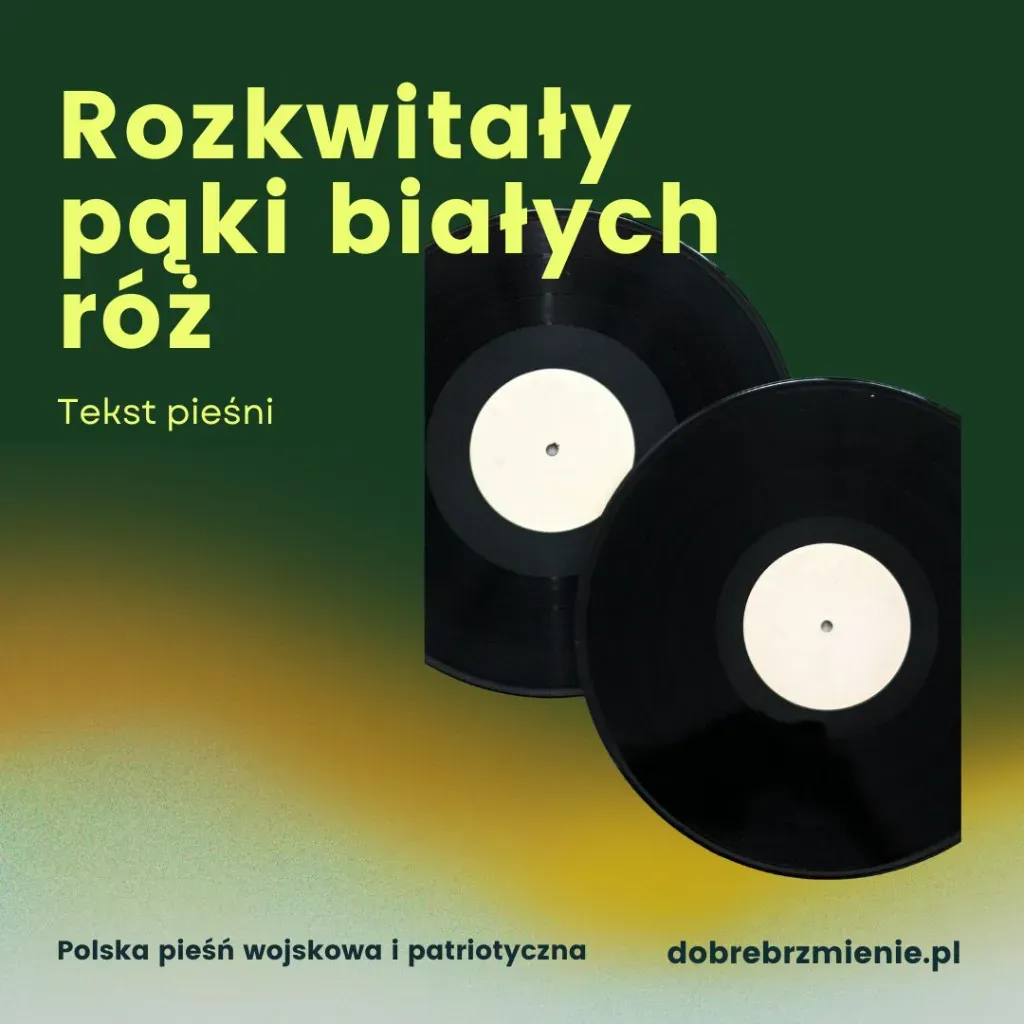 rozkwitały pąki białych róż tekst